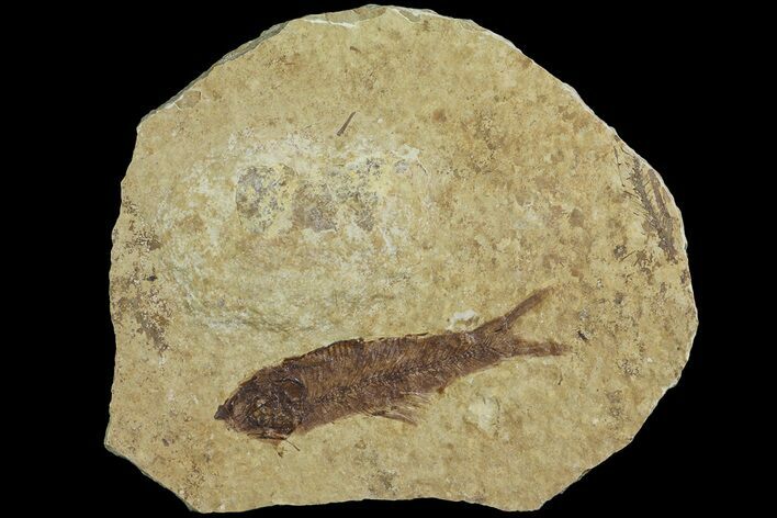 Fossil Fish (Knightia) With Floating Frame Case #181679